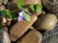 Scottish Cobbles